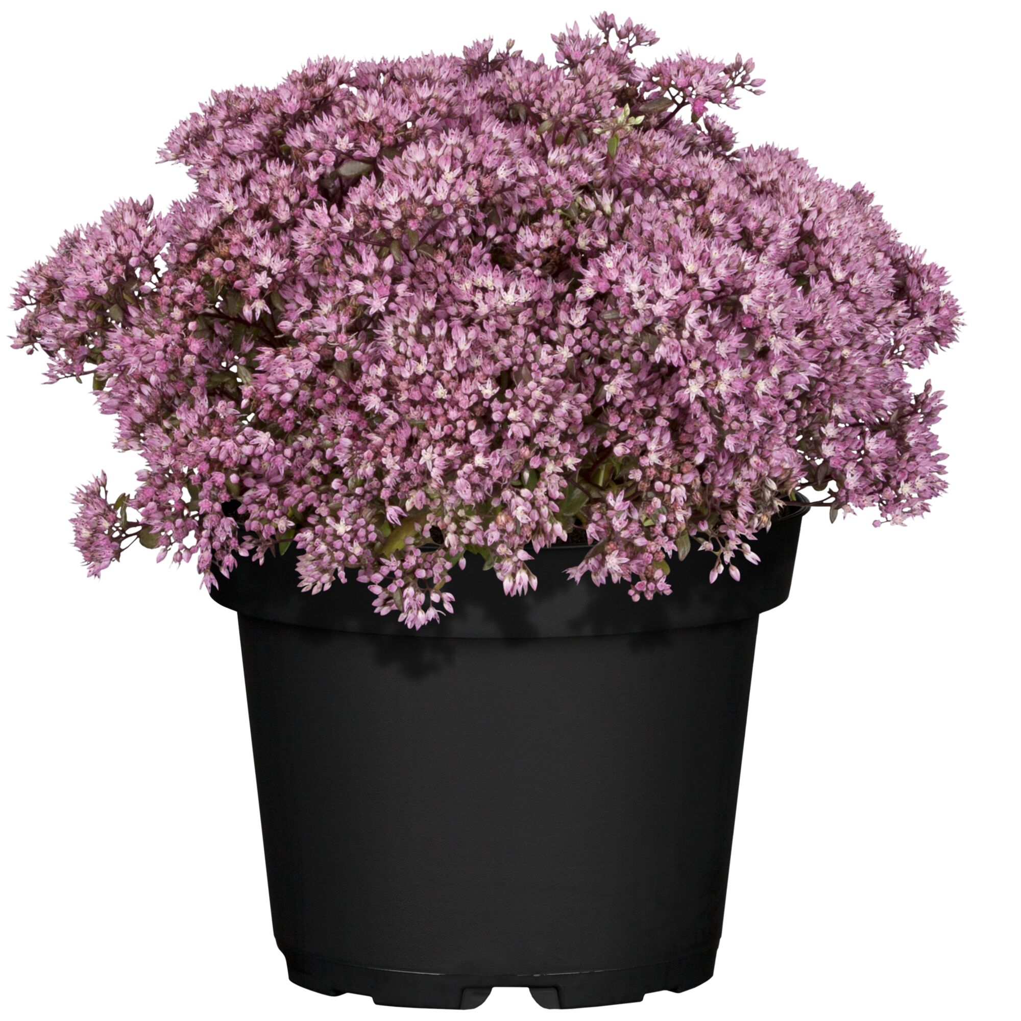 Blühendes Sedum in schwarzem Topf