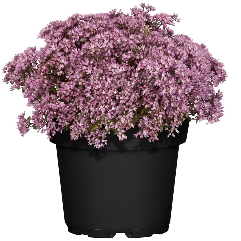 Blühendes Sedum in schwarzem Topf