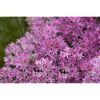 Biene auf rosa Blüten