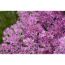Biene auf rosa Blüten