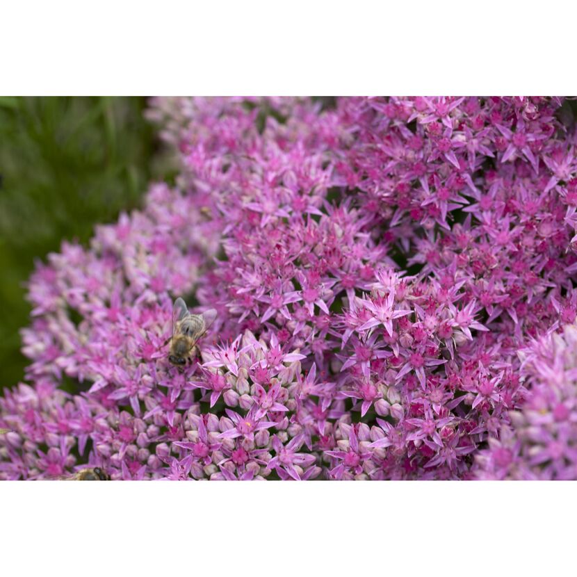 Biene auf rosa Blüten