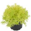Sedum Reflexum im Topf