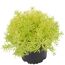 Sedum Reflexum im Topf