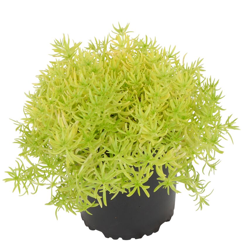 Sedum Reflexum im Topf