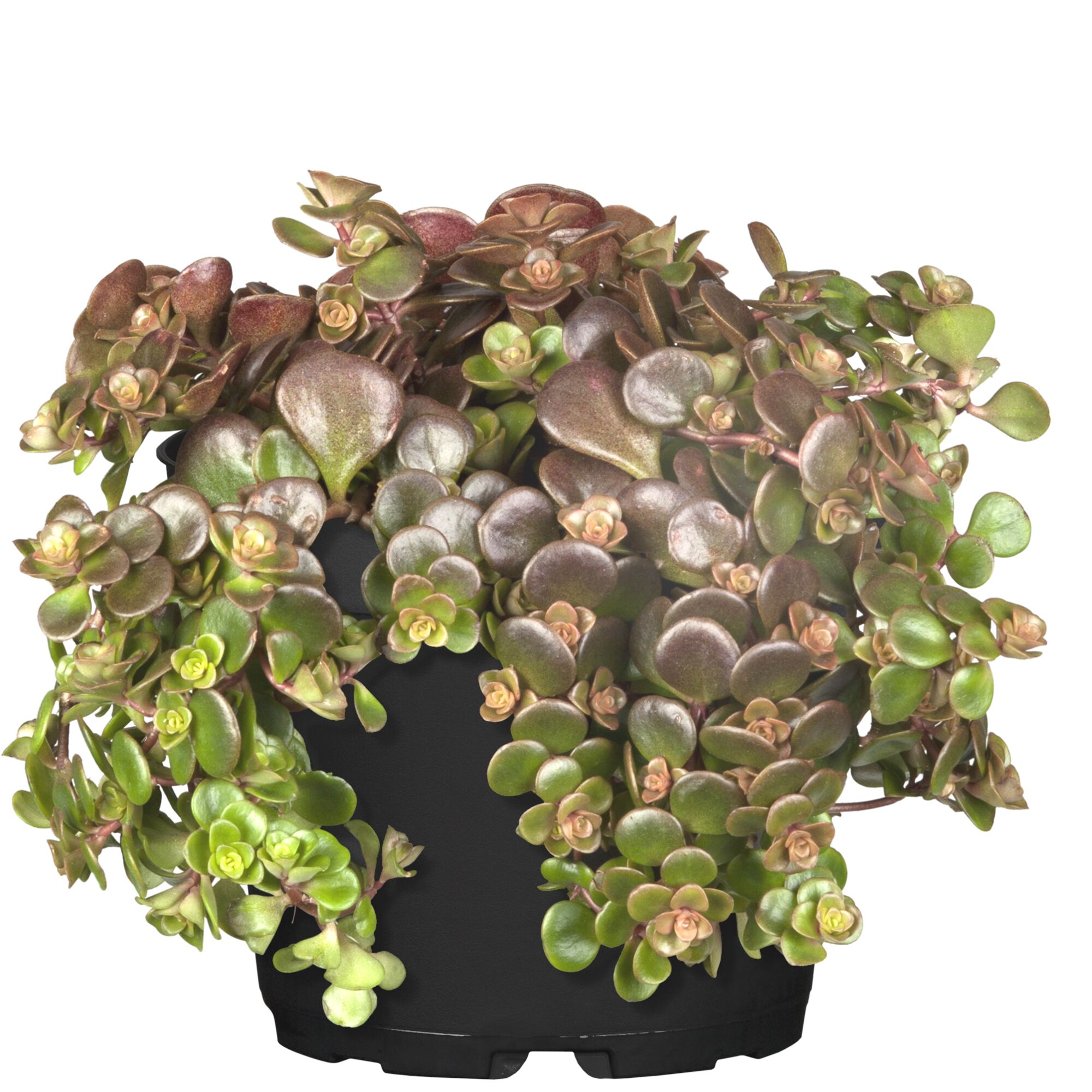 Sedum tetractinum im Topf