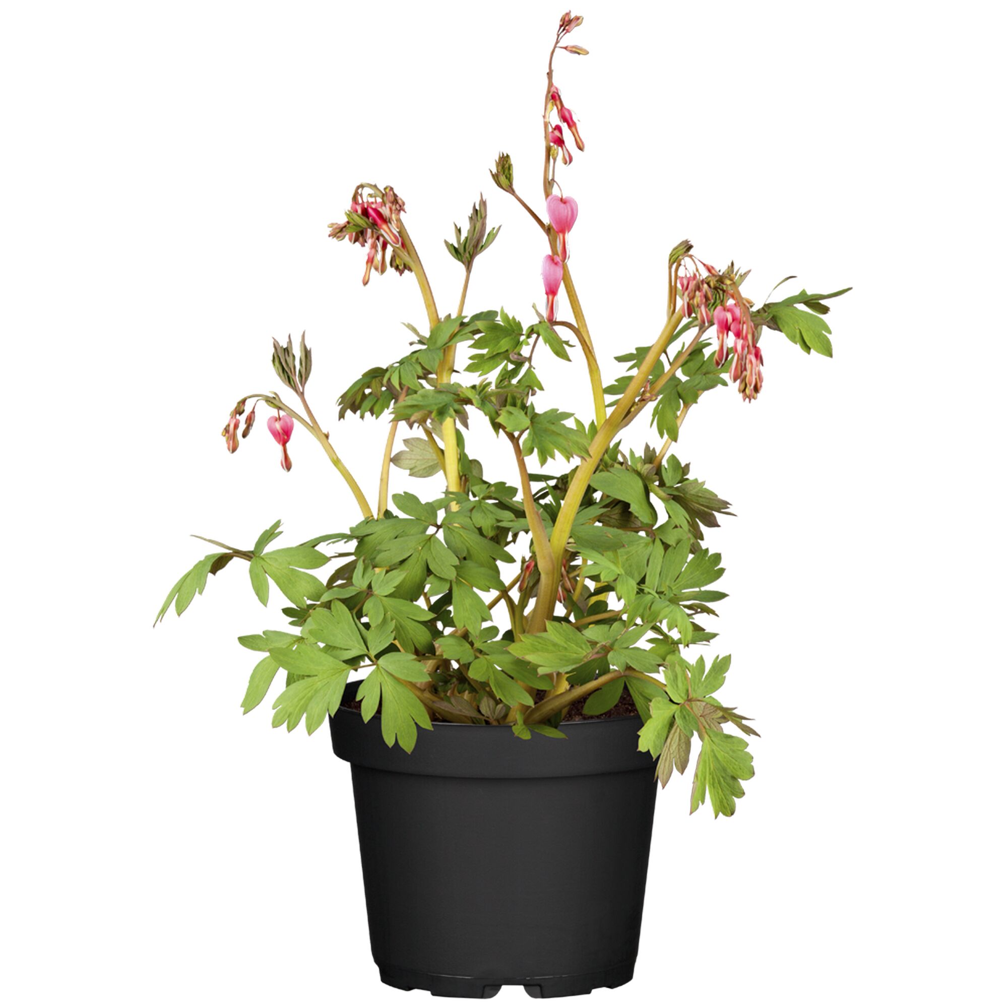 Tränendes Herz in schwarzem Topf