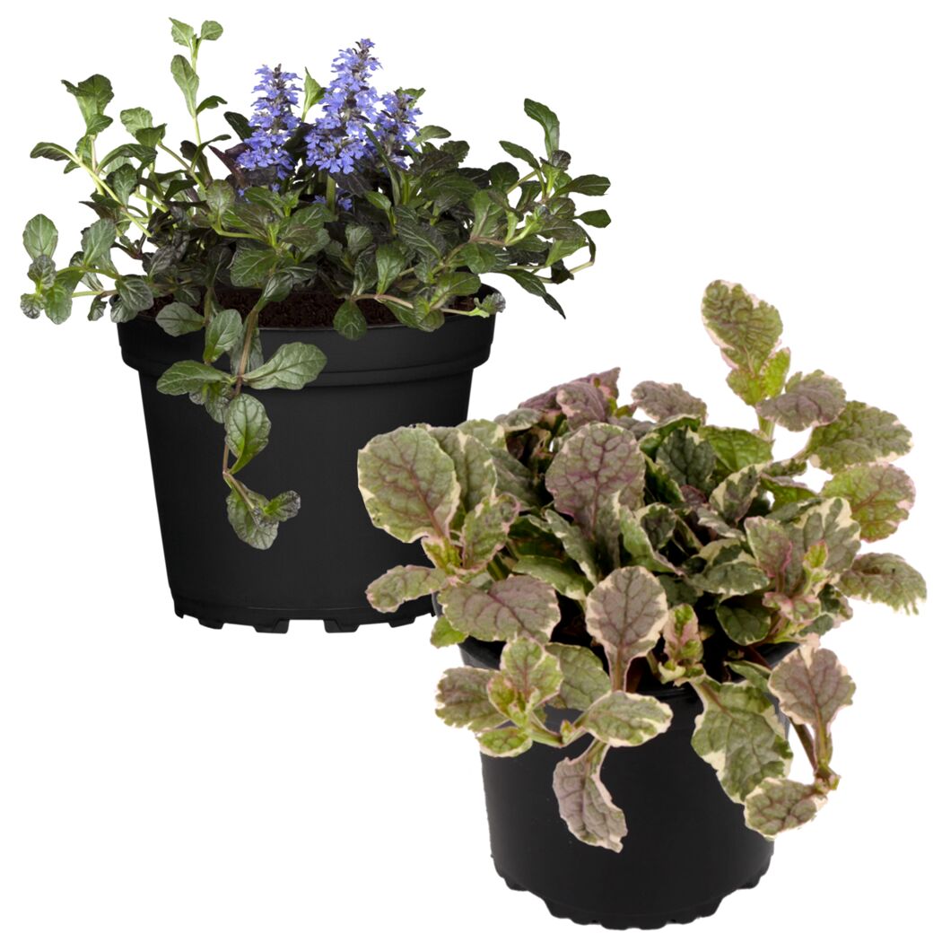 Zwei Töpfchen mit Ajuga Reptans