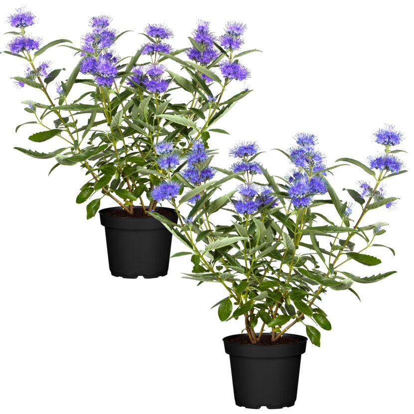 Zwei Bartblumen in schwarzen Töpfen