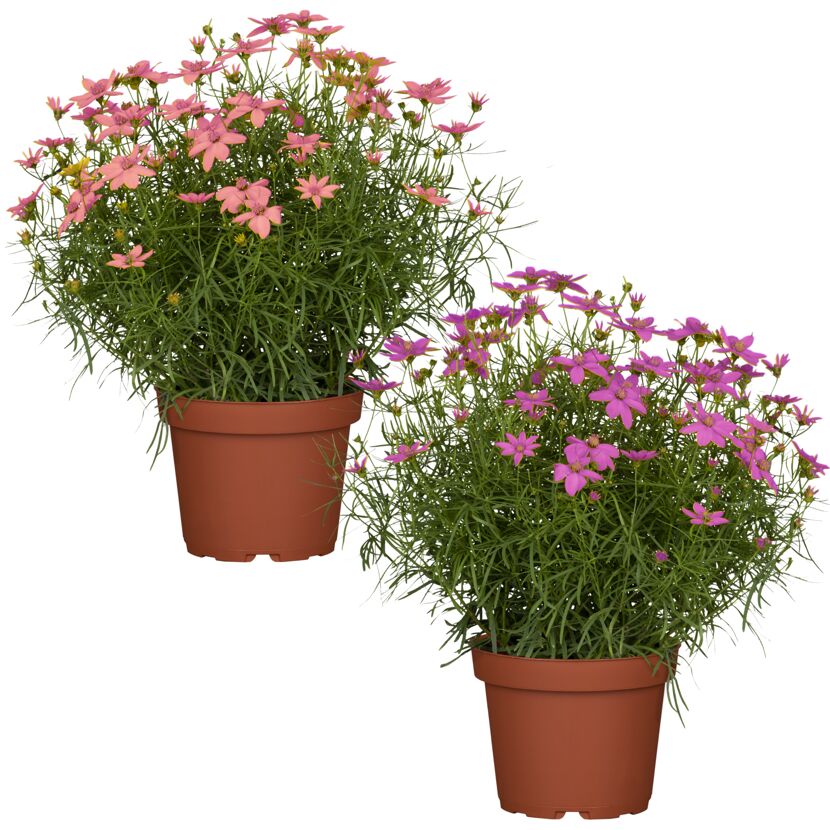 Zwei Töpfpflanzen mit rosa und lila Blüten.