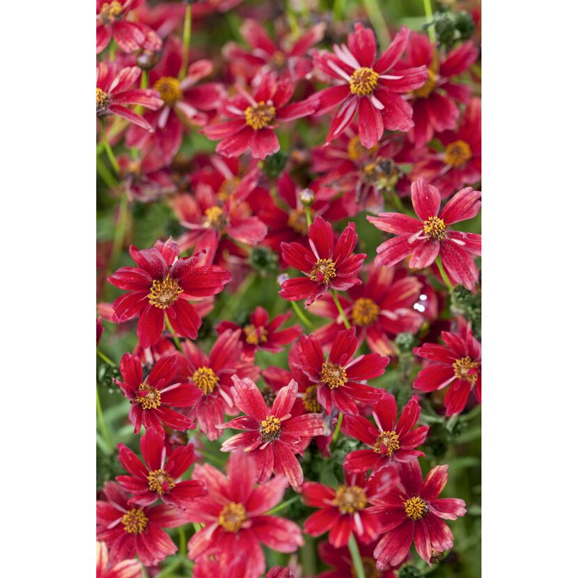 Nahaufnahme von roten Coreopsis-Blüten