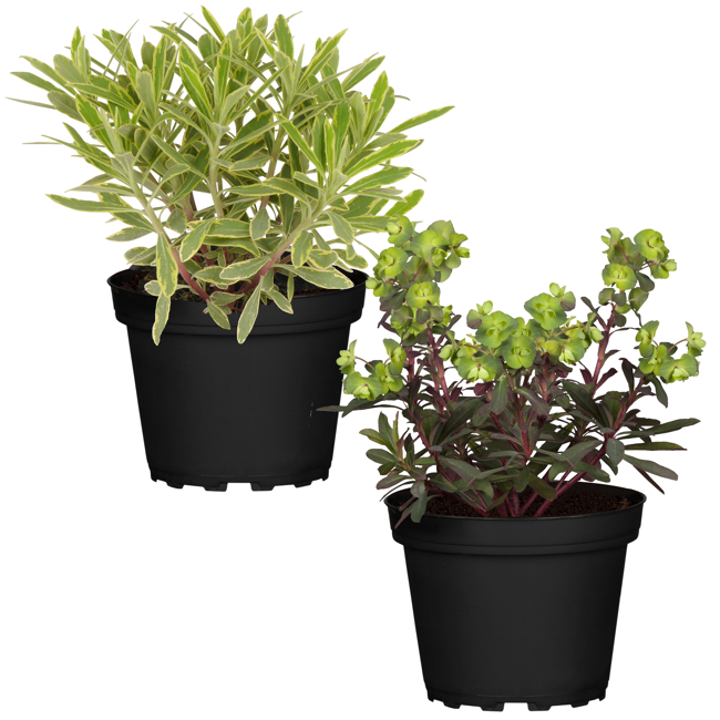 Bild von Wolfsmilch sortiert 13 cm Topf, 2er-Set