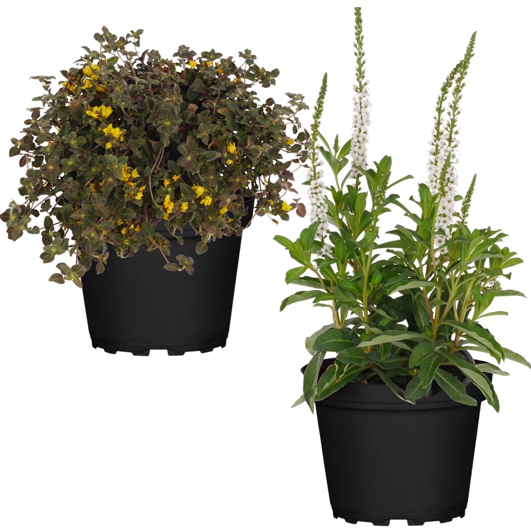 Zwei Topfpflanzen: Lysimachia in gelb und weiß