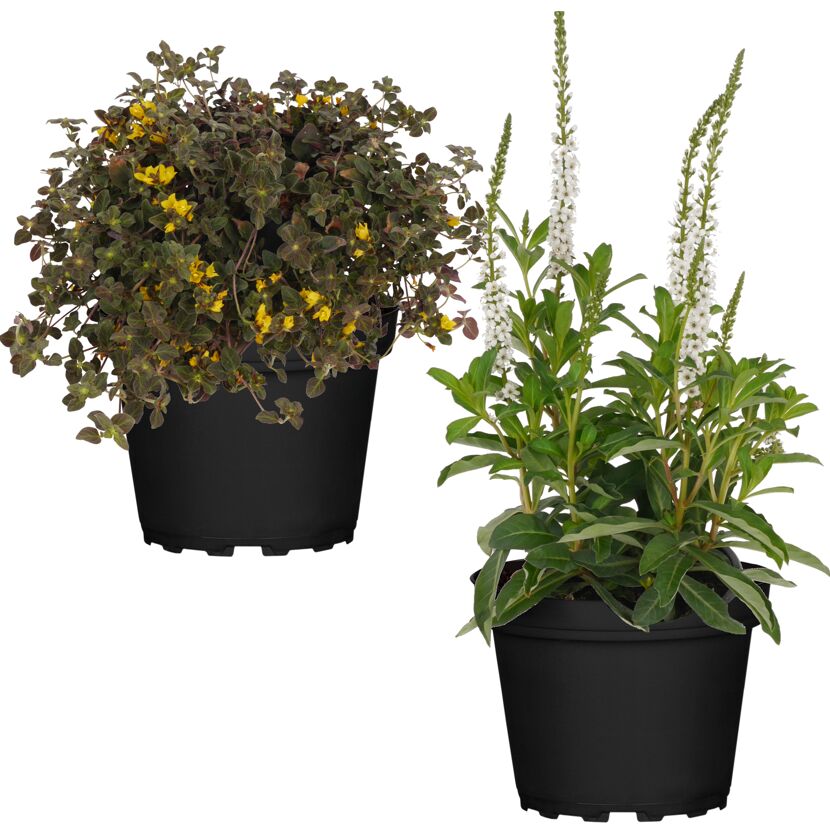 Zwei Topfpflanzen: Lysimachia in gelb und weiß