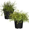 Zwei Mühlenbeckia in schwarzen Töpfen