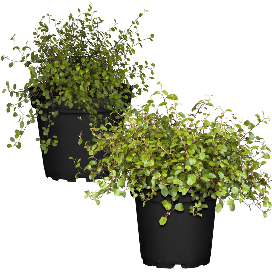 Zwei Mühlenbeckia in schwarzen Töpfen
