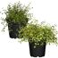 Zwei Mühlenbeckia in schwarzen Töpfen