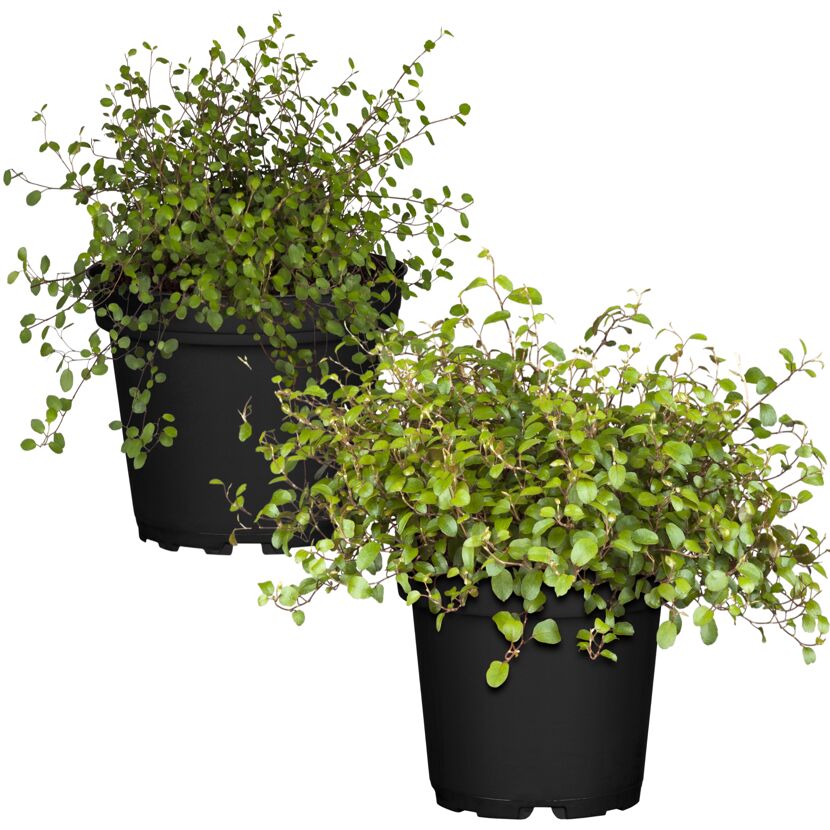 Zwei Mühlenbeckia in schwarzen Töpfen