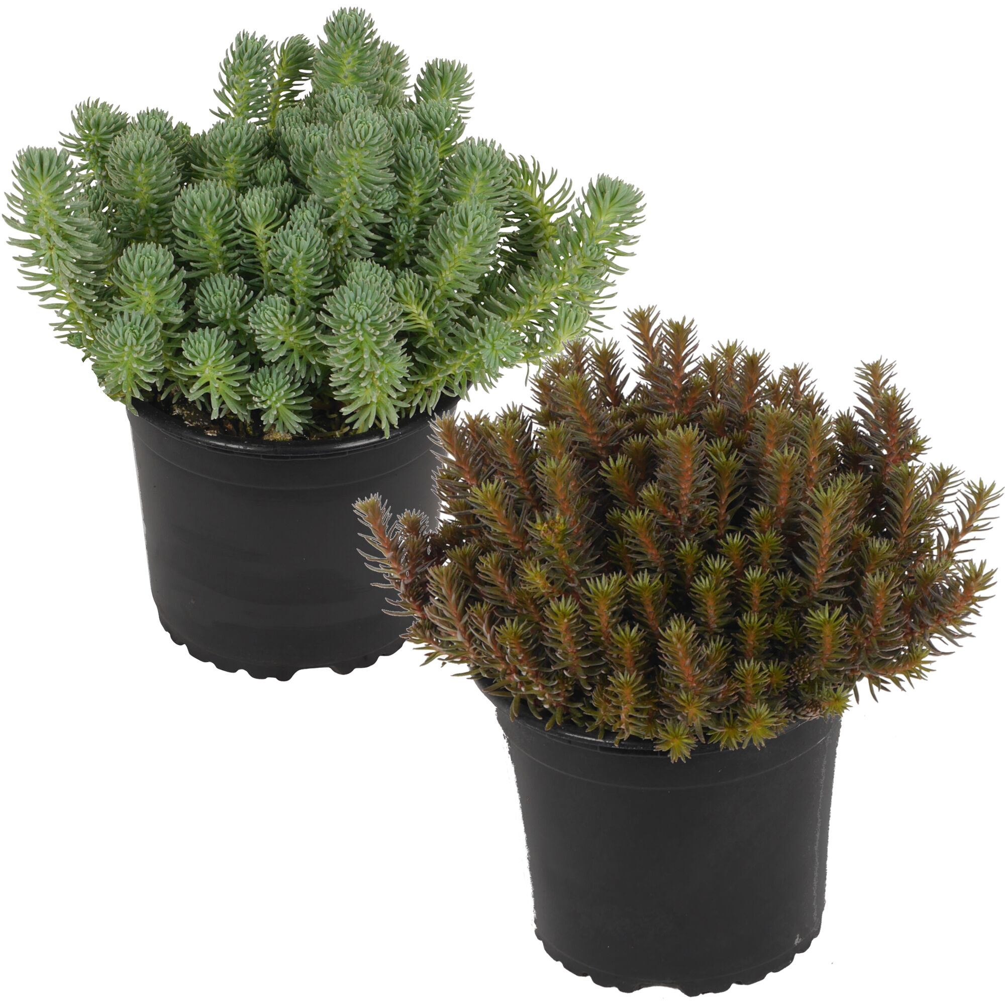 Zwei Töpfchen mit Sedum-Pflanzen in unterschiedlichen Grüntönen.