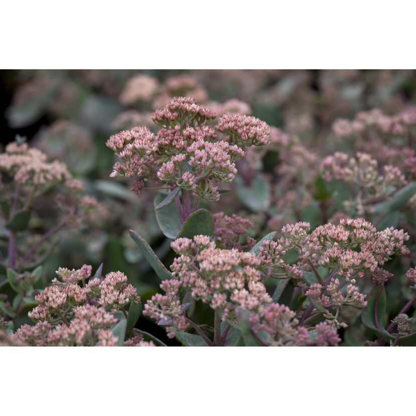 Nahaufnahme von hellrosa Blüten.