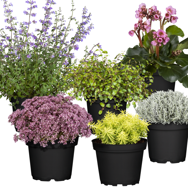Bild von Herbstzauber Mix sortiert 13 cm Topf, 6er-Set