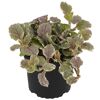 Ajuga Burgundy Pflanze im schwarzen Topf