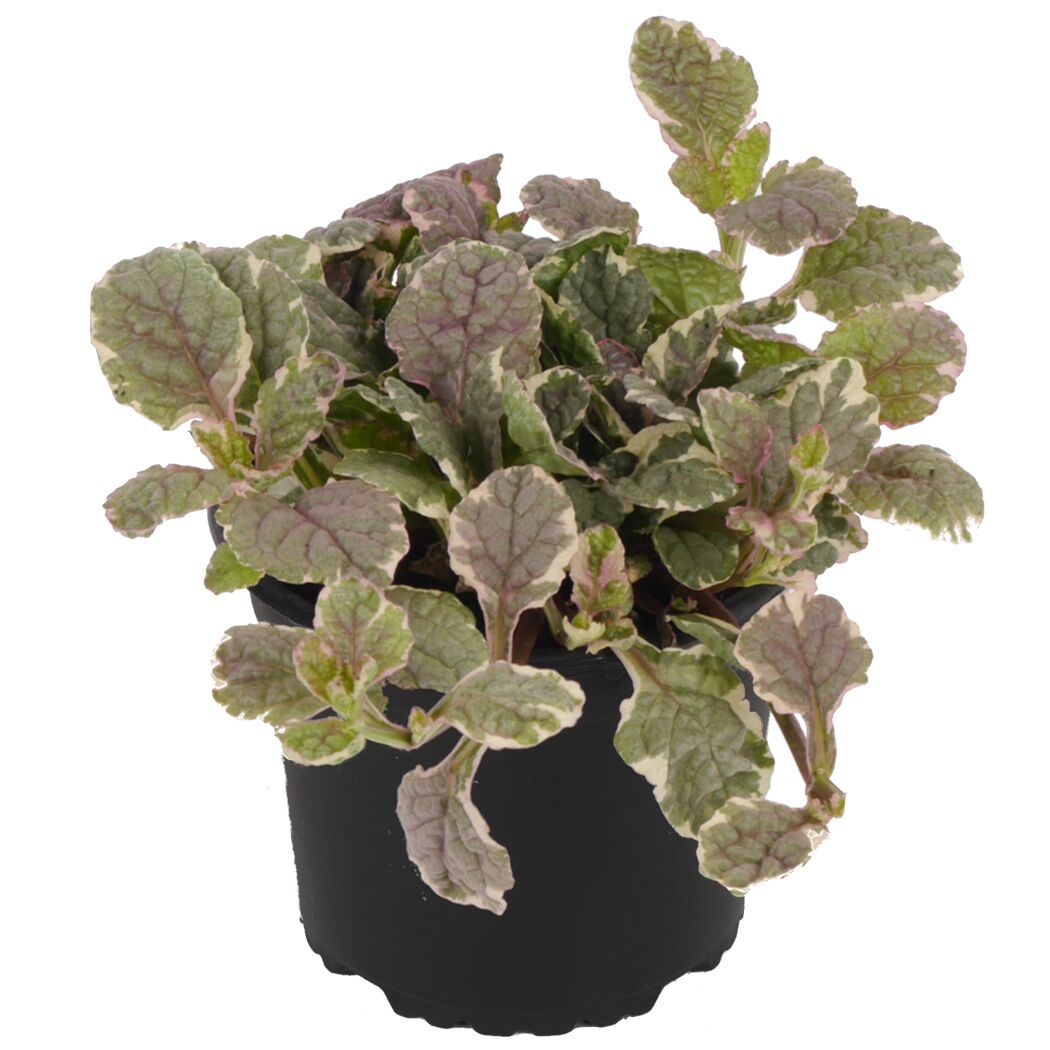 Ajuga Burgundy Pflanze im schwarzen Topf
