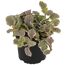 Ajuga Burgundy Pflanze im schwarzen Topf