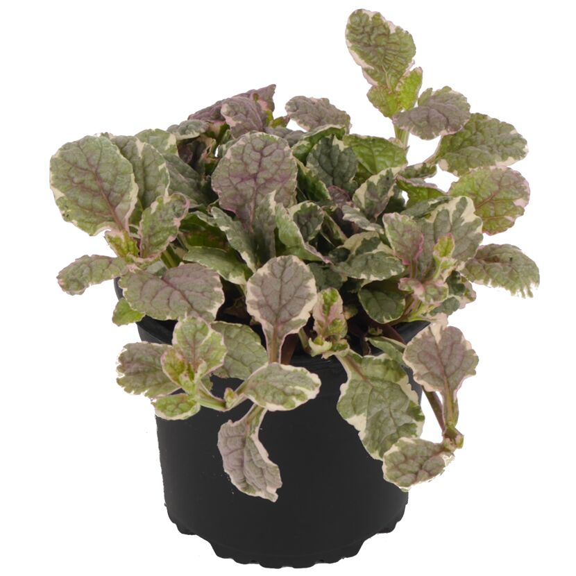 Ajuga Burgundy Pflanze im schwarzen Topf