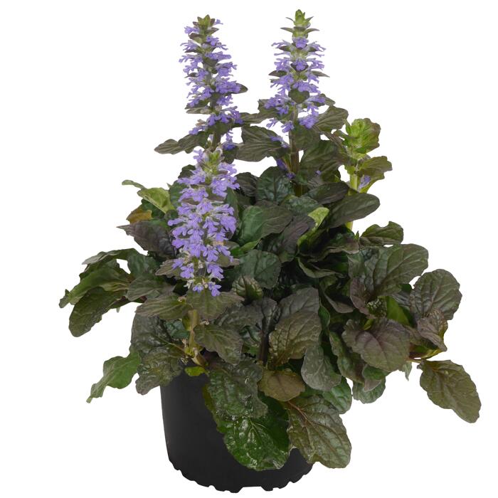 Rotblättriger Günsel 'Elmblut',13 cm Topf, 2erSet