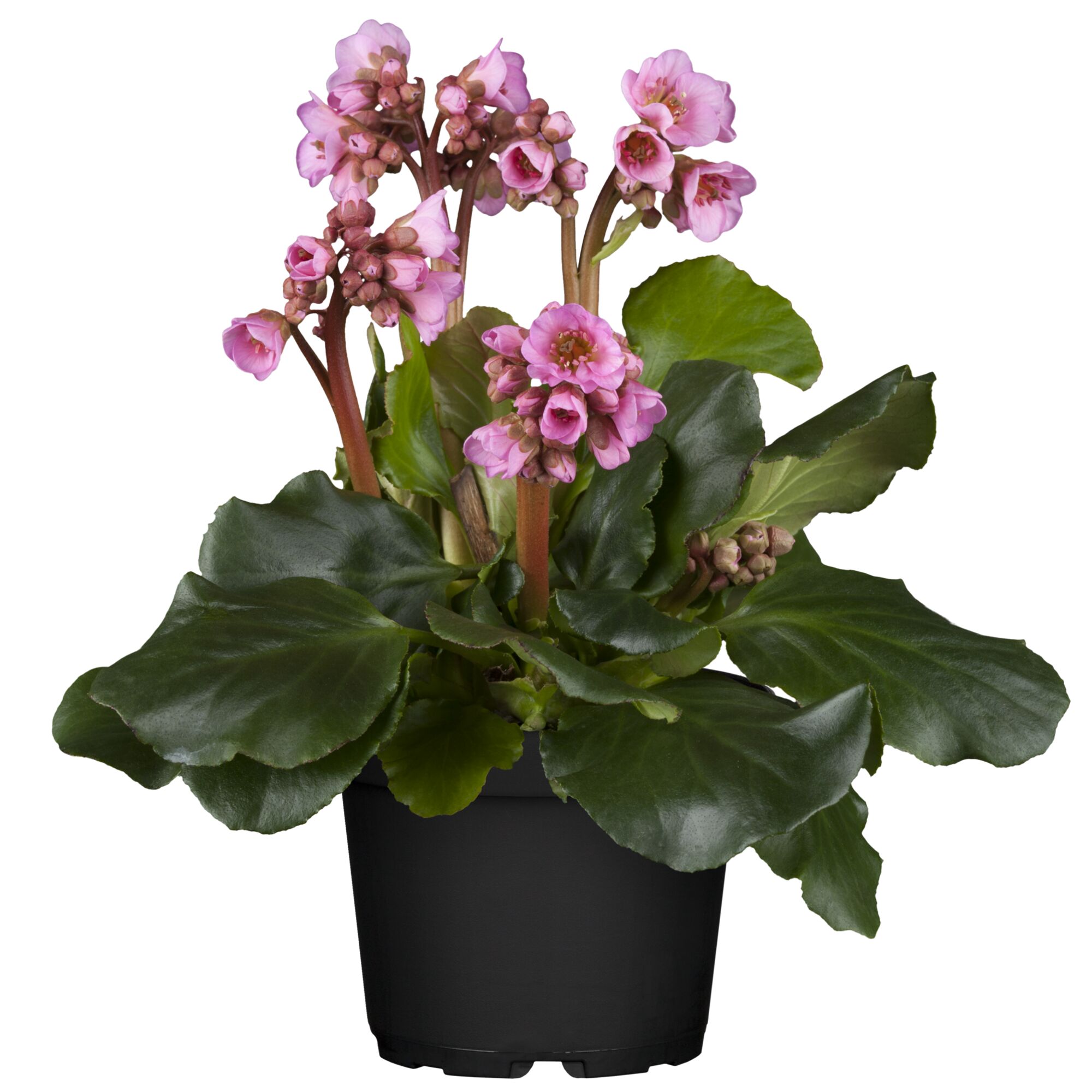 Bergenie mit rosa Blüten in schwarzem Topf