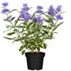Bartblume Blue Cloud im Topf