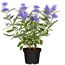 Bartblume Blue Cloud im Topf