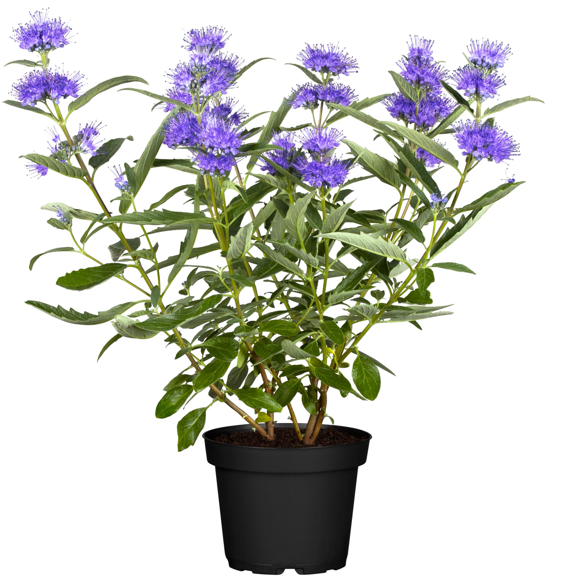 Bartblume Blue Cloud im Topf