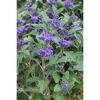 Blaue Blüten der Bartblume