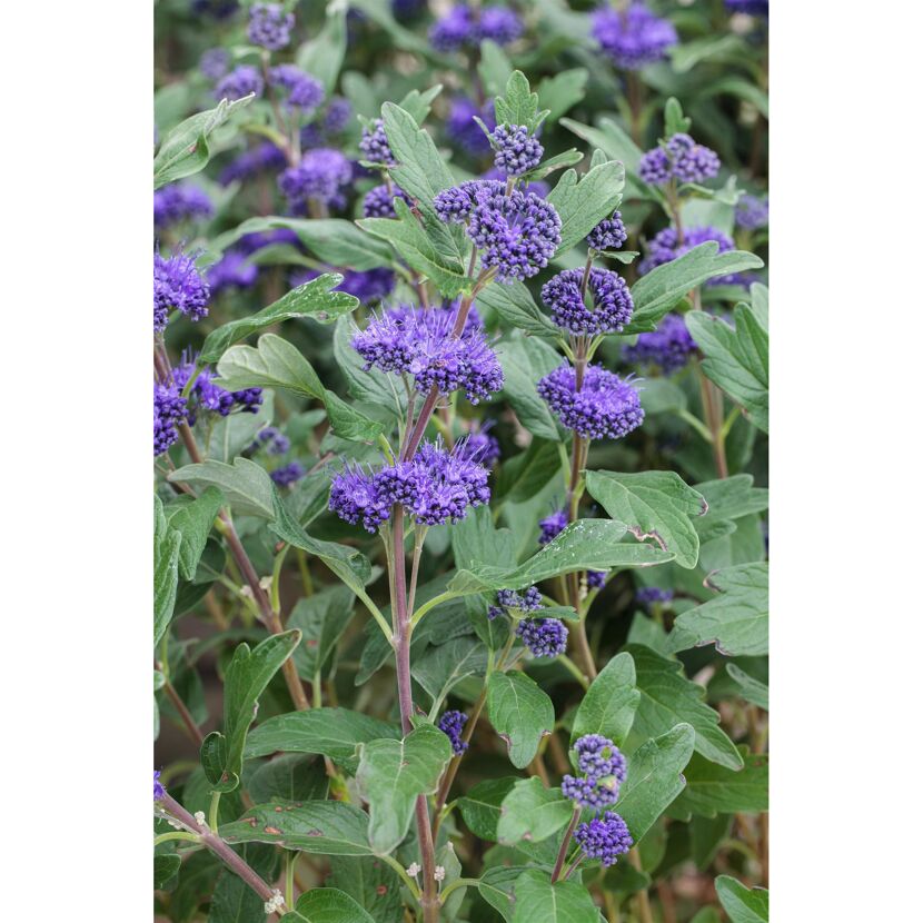 Blaue Blüten der Bartblume