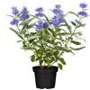 Bartblume im Topf