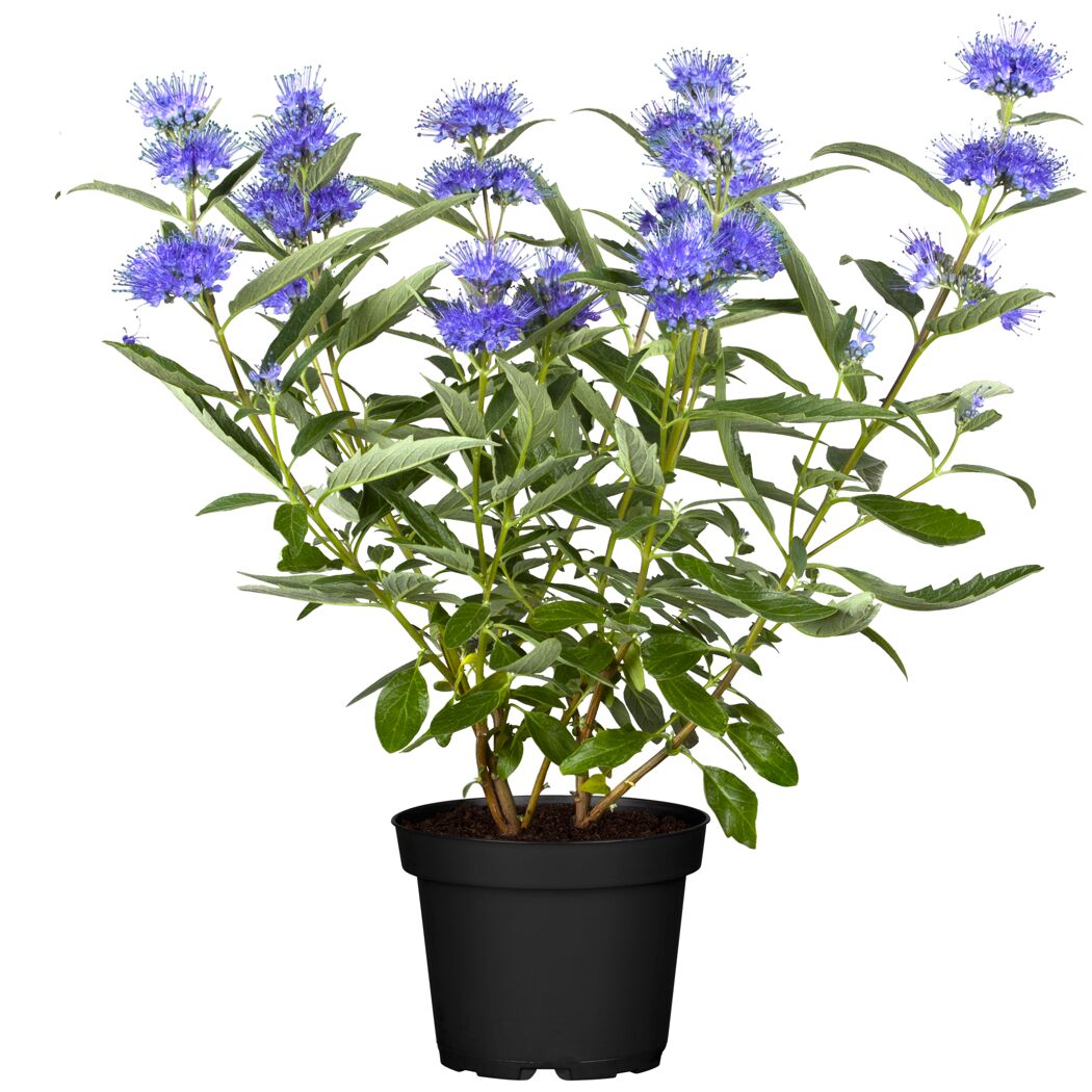 Bartblume im Topf