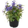 Ceratostigma im Topf