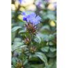 Blaue Bleiwurzblüte