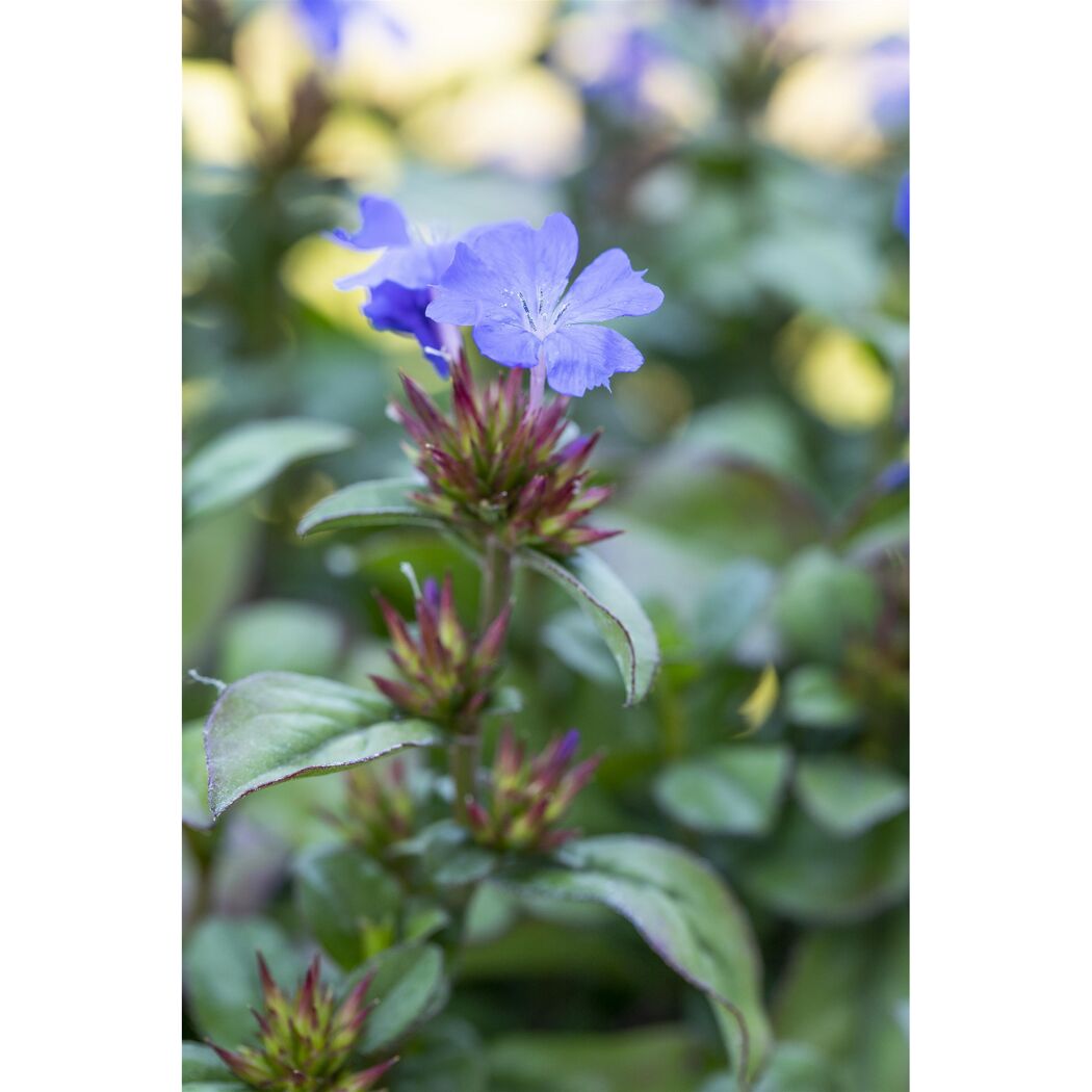 Blaue Bleiwurzblüte