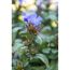 Blaue Bleiwurzblüte