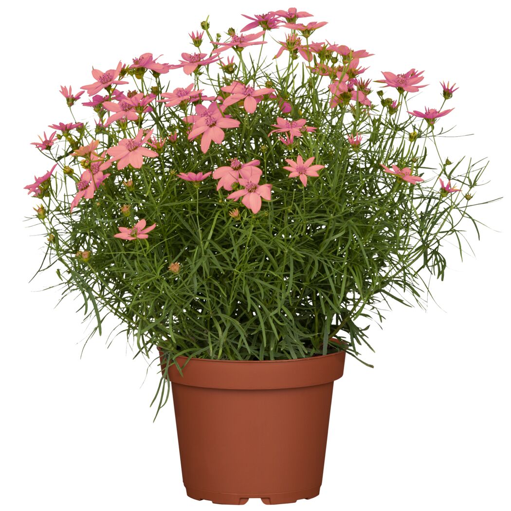 Topfpflanze mit rosa Blüten