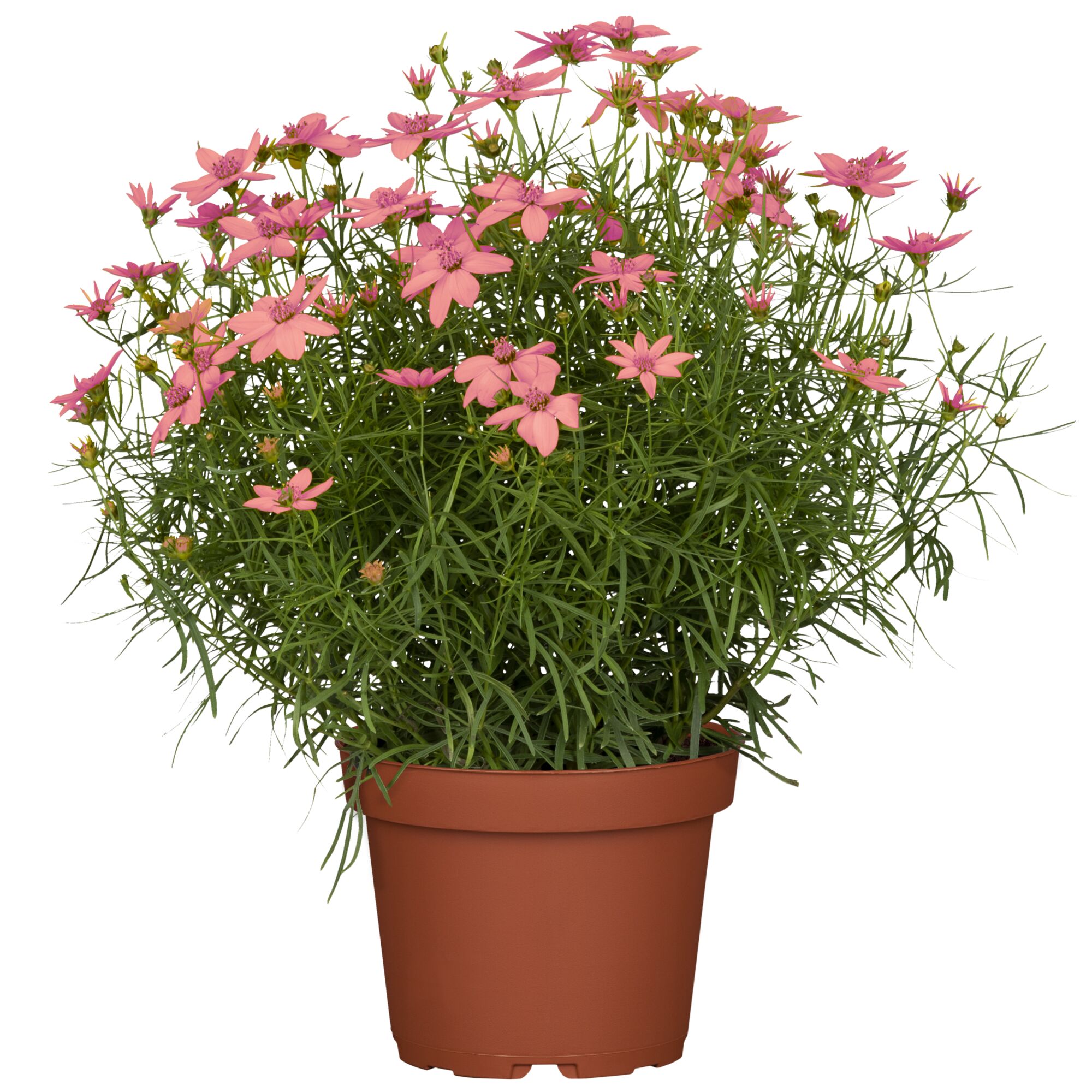 Topfpflanze mit rosa Blüten