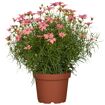 hauptbild