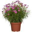 hauptbild