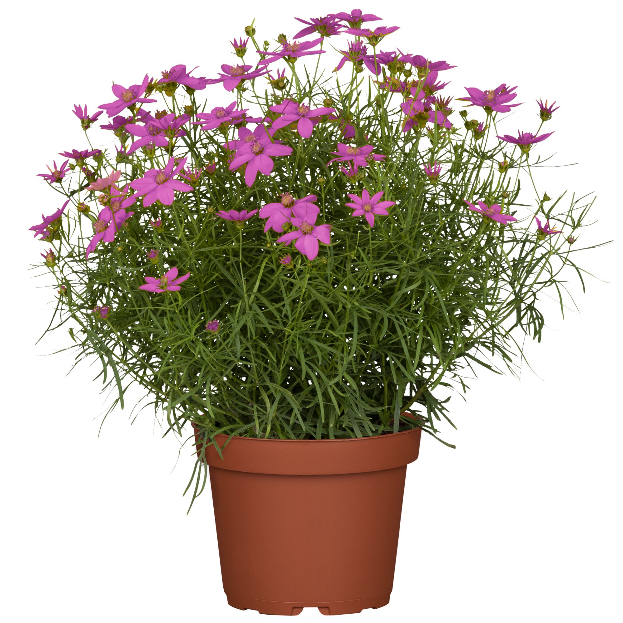Lila Coreopsis-Pflanze im Topf