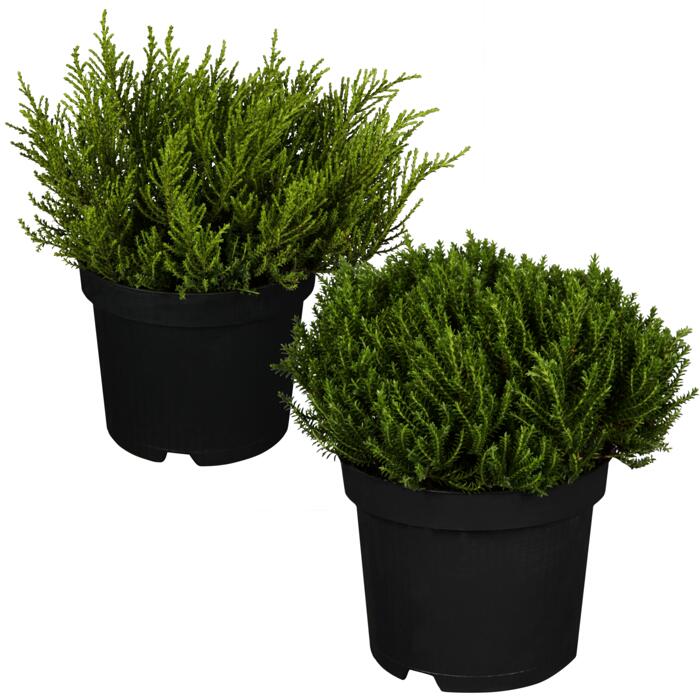 Strauchveronika Greenboys® dunkelgrün sortiert 12 cm Topf, 2er-Set