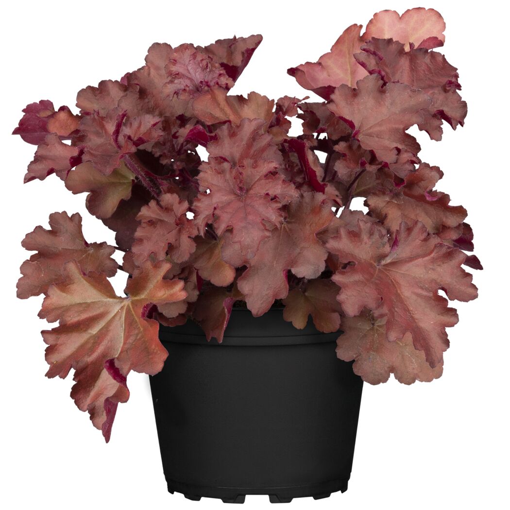 Rotblättrige Heuchera-Pflanze im schwarzen Topf