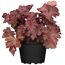 Rotblättrige Heuchera-Pflanze im schwarzen Topf