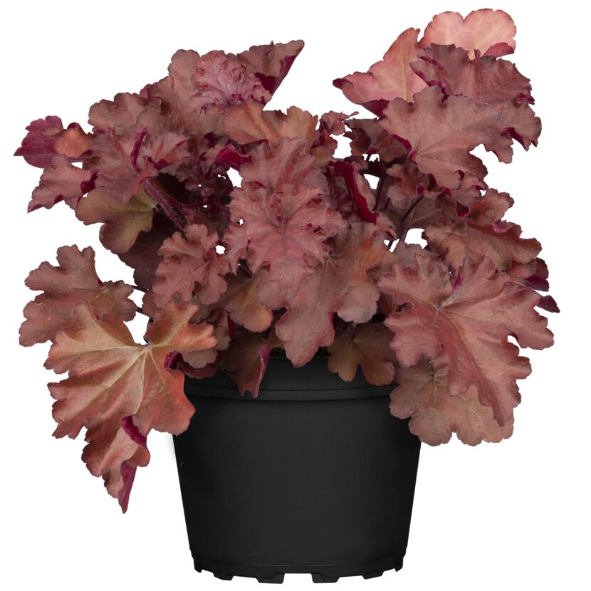 Rotblättrige Heuchera-Pflanze im schwarzen Topf